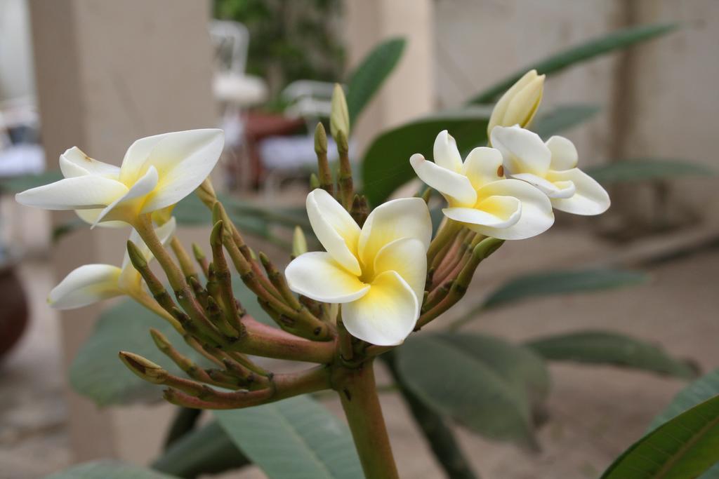 Auberge Keur Diame Dakar Kültér fotó