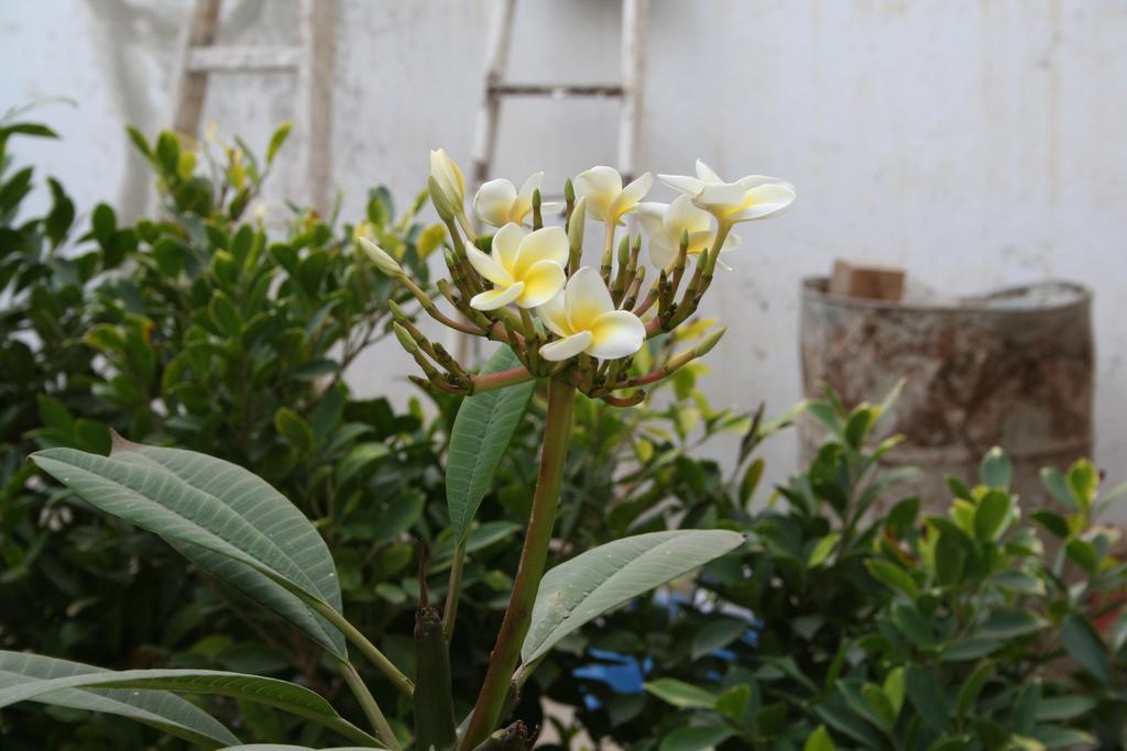 Auberge Keur Diame Dakar Kültér fotó